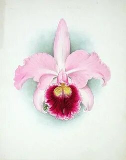 Orchid: Cattleya Enid, 1906 Orchids, Flower illustration, Or