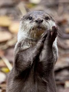 Polite golf clap..... Otters cute, Otters, Baby otters