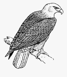 Black And White Image Of Eagle , Free Transparent Clipart - 