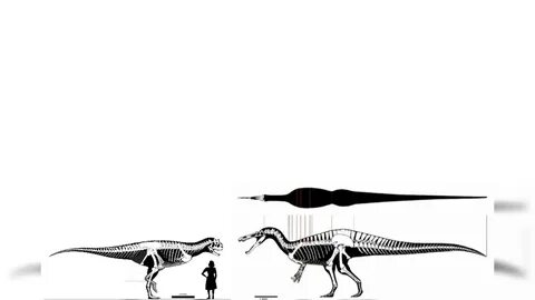 Suchomimus And Carnotaurus Size Comparison - YouTube