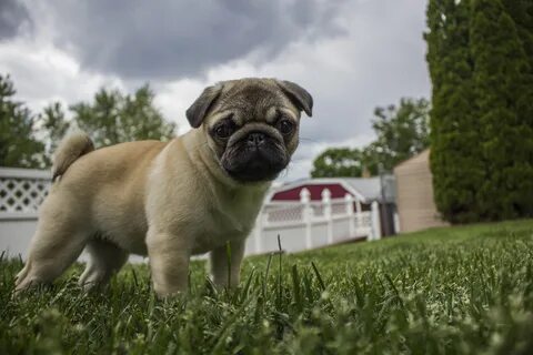 Charming Pug Puppy free image download