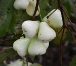 Wax Jambu - Syzygium samarangense