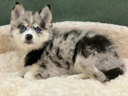 Pomsky-DOG-Male-Blue Merle-2891488-Petland San Antonio