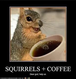 Squirrel coffee