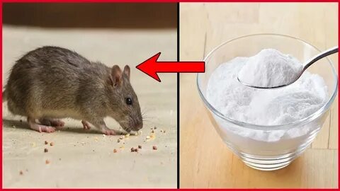 How to get rid of rats with baking soda is fast acting Home 
