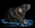 Jazzy by Heatherzart on DeviantArt Funny rats, Cute rats, Pe