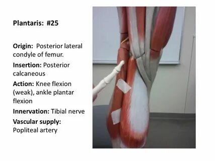 BONES OF THE FOOT & ANKLE. - ppt download