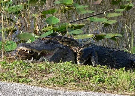 Photos: Giant Pythons Invade Everglades Everglades animals, 