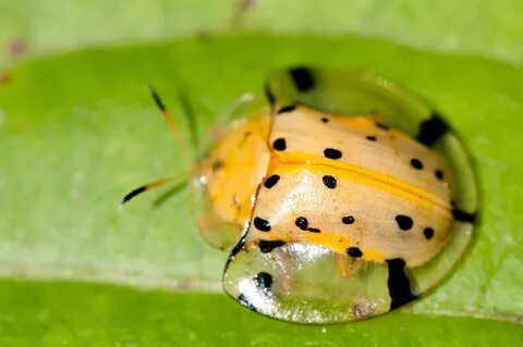 Tortoise Shell Beetle - Steemit