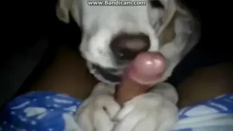 Dogs Licking Cum - Compilation 1 - Animal Porn Rocks .co Bea