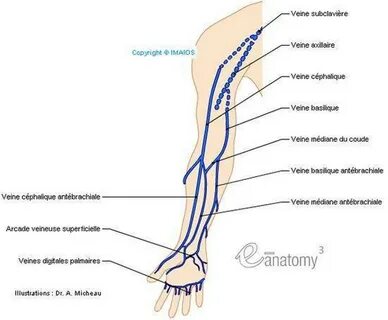 Pictures Of Cephalic Vein