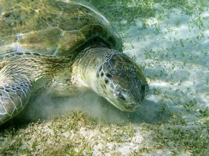 Free Images : diving, wildlife, sea turtle, reptile, close, 