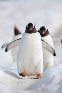 Фото пингвинов от Ника Гарбутта - Уши, лапы, хвост - 9 июля 