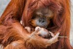 Orangutan mom is reunited with her kidnapped baby The Animal