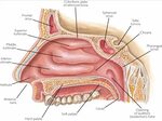 nose & assocIated structures Larynx, trachea, pleura lungs &