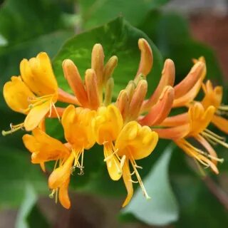Lonicera × tellmanniana - honeysuckle Plants, Honeysuckle, S