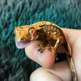 File:Tame Crested Gecko.jpg - Wikimedia Commons