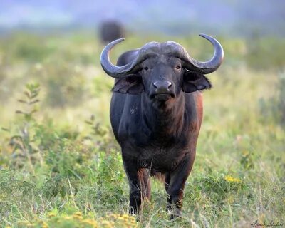 African Buffalo or Cape Buffalo (Syncerus caffer) African bu