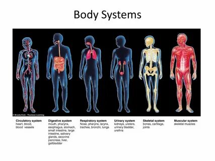 INTRODUCTION TO PHYSIOLOGY - ppt download