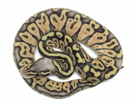 Baby Super Pastel Ball Python Ball python, Ball python morph