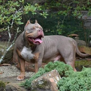 17 Tiny American Bully For Sale Minneapolis Picture 4K - Ble