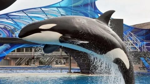 Stop SeaWorld's Cruelty - Pass Bloom's Orca Welfare and Safe
