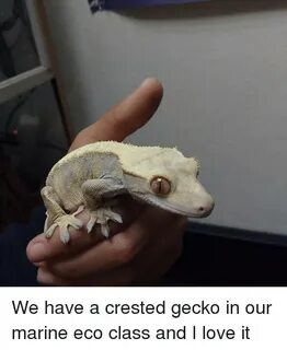 We Have a Crested Gecko in Our Marine Eco Class and I Love I