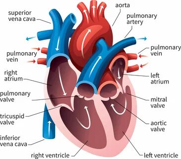 Basic Anatomy of the Human Heart - Cardiology Associates of 