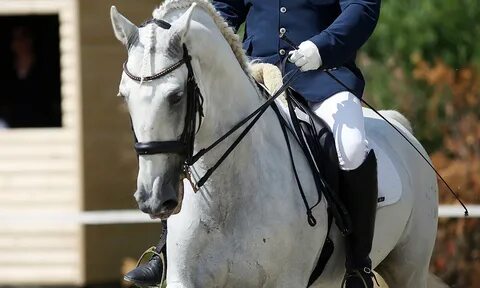 Dressage : How to develop the extended trot in the dressage 