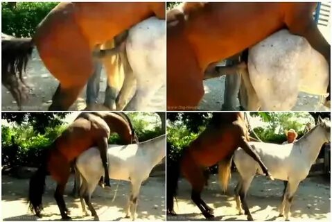 Animal horses mating hardcore noises 1 hour porn