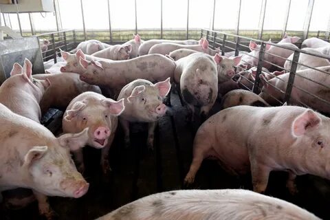 Chinese Developed Vaccine For African Swine Fever Shows Majo