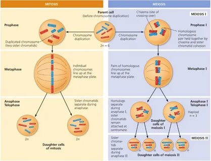 Meiosis Worksheet Cells Alive Mitosis Phase Worksheet Answer
