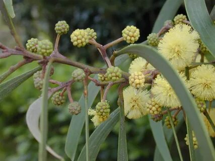 File:Starr 020124-0065 Acacia koaia.jpg - Wikipedia