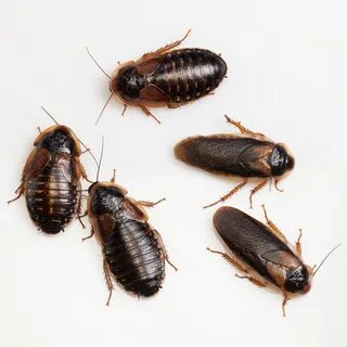 Live Dubia Roaches for info Daily News