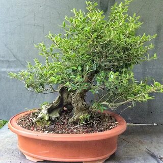 Sometimes you need to neglect your bonsai - Adam's Art and B
