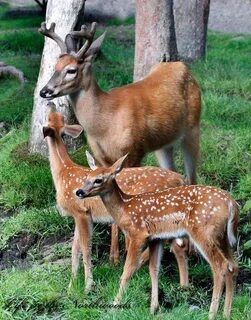 Pin by tokyolover on Deer Animals beautiful, Whitetail deer 