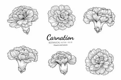 Carnation Tattoo - SkillOfKing.Com