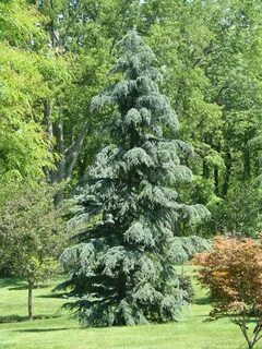 karl fuchs deodar cedar - Google Search Evergreen landscape,