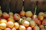 яблоки в Mercier Orchards Apples (Штат Джорджия, CША)