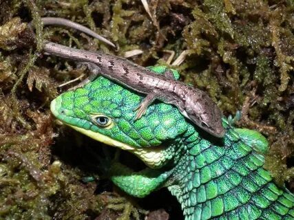 Pin by Jaymi Scozzari on Reptiles Lizard, Pet birds, Amphibi