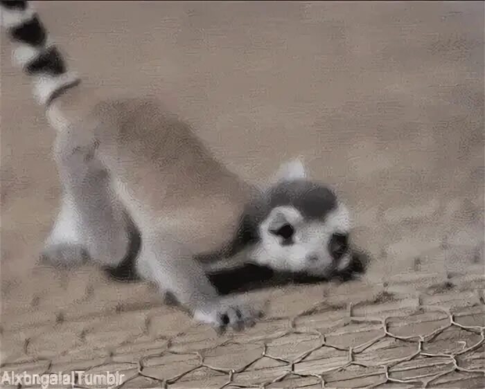Lemur Gif - Gif Abyss