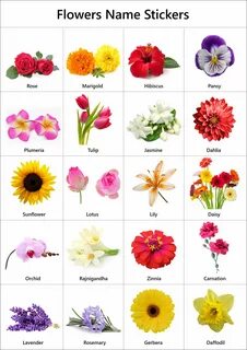 Flowers Name in English: Pictures Videos Charts - Ira Parent