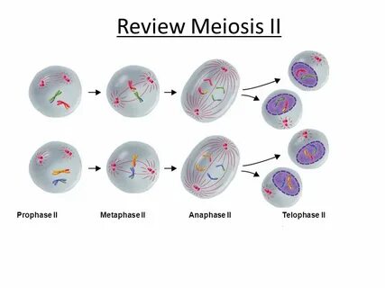 Chapter 10 Meiosis Textbook pages ppt video online download