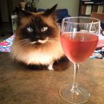 Pet Beverage: un drink insieme al tuo gatto? - OUTsiders web