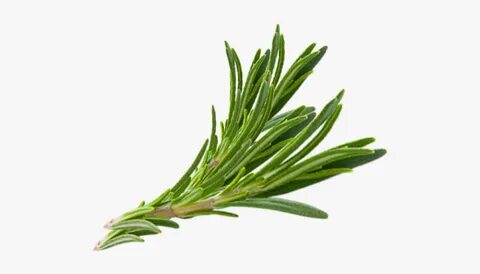 Hair Herb Thymes Rosemary Herbs Download Free Image - Rosema