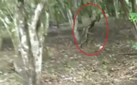 Photos and Videos: Mystery Creature Caught on Tape - Alien o