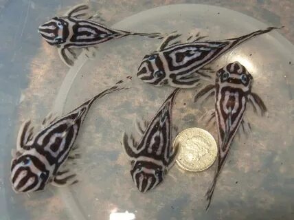 F1 Hypancistrus L046 Zebra Pleco Fish Stourbridge, Dudley - 