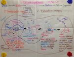 Gizmo Rna And Protein Synthesis Answer Key / Biology Honors 