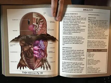 Diglett Anatomy - Album on Imgur