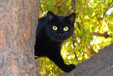 Кот черный (204 фото) - фото - картинки и рисунки: скачать б